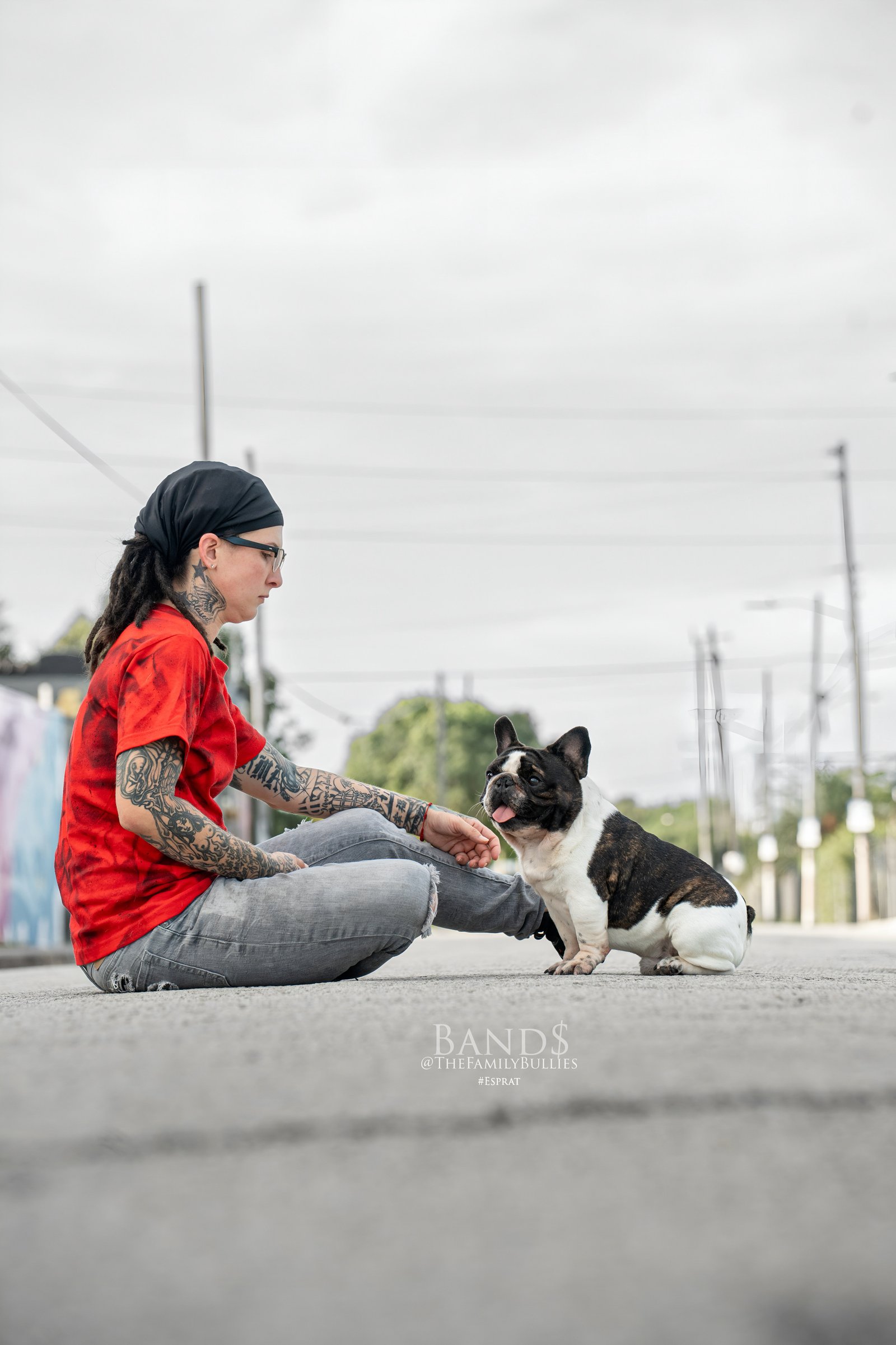 Premium French Bulldog